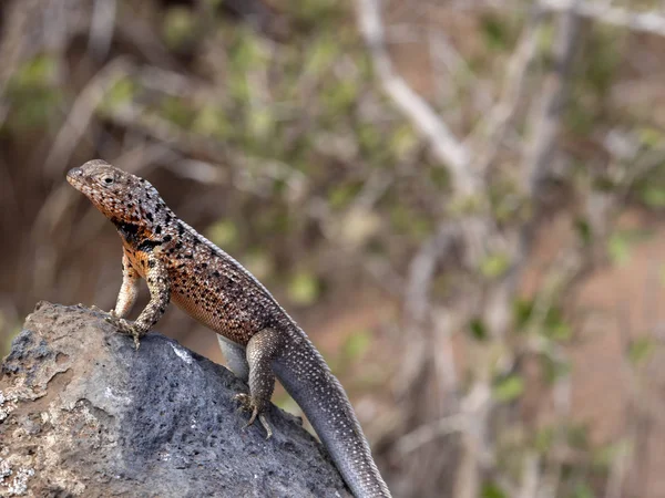 Microlophus albemarlensis, wyspie Baltra, Galapagos, Galapagos mężczyzna jaszczurka — Zdjęcie stockowe