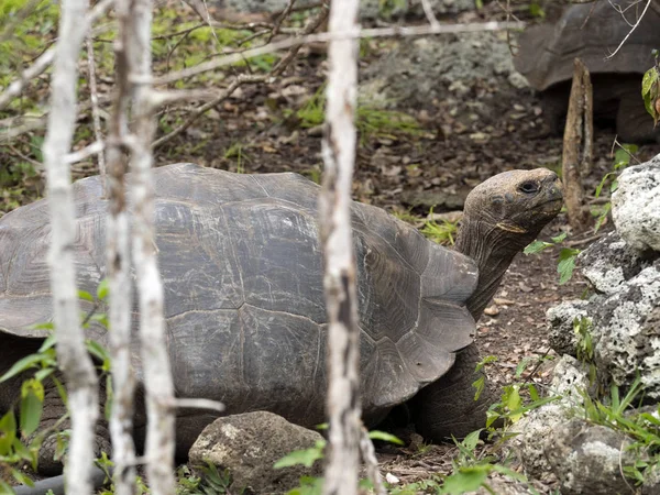 Galapagos Giant Tortoise Chelonoidis Chathamensis Stony Terrain Center Centro Crianza — Stock Photo, Image