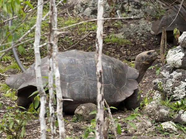 Želva Sloní Chelonoidis Chathamensis Kamenitý Terén Centra Centro Crianza Tortugas — Stock fotografie