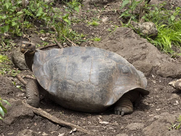 Galapagos Reuzenschildpad Chelonoidis Chathamensis Steenachtige Terrein Van Het Center Centro — Stockfoto