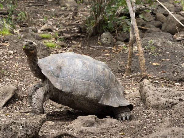 Galapagos Óriásteknős Chelonoidis Chathamensis Köves Terep Központ Centro Crianza Tortugas — Stock Fotó