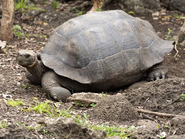 Galapagos Óriásteknős Chelonoidis Chathamensis Köves Terep Központ Centro Crianza Tortugas — Stock Fotó