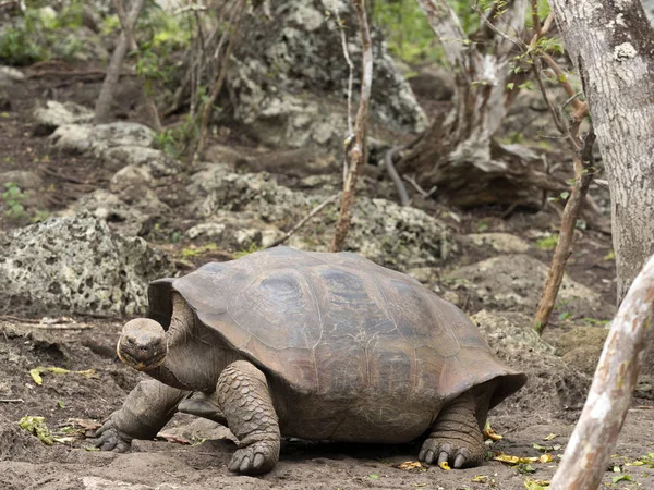 Galapagos Giant Kilpikonna Chelonoidis Chathamensis Keskustan Kivisessä Maastossa Centro Crianza — kuvapankkivalokuva