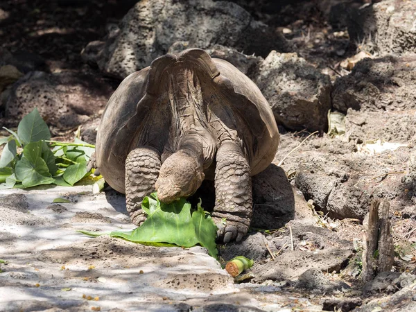 Galápagos Giant Tortoise Chelonoidis Niger Station Charles Darwin Puerto Ayora — Fotografia de Stock
