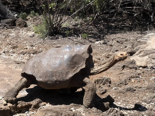 Galapagos Reuzenschildpad Chelonoidis Niger Station Charles Darwin Puerto Ayora Santa — Stockfoto