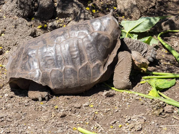 Galápagos Tortuga Gigante Chelonoidis Niger Station Charles Darwin Puerto Ayora — Foto de Stock