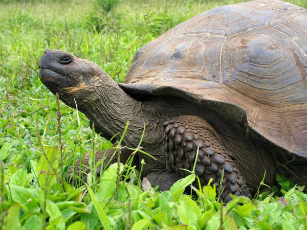 갈라파고스 거북이 Chelonoidis Porteri Chato 크루즈 Glapagos 에콰도르 — 스톡 사진