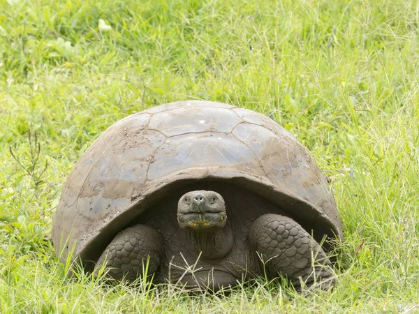 Galapagos Riesenschildkröte Chelonoidis Porteri Reservation Chato Santa Cruz Glapagos Ecuador — Stockfoto