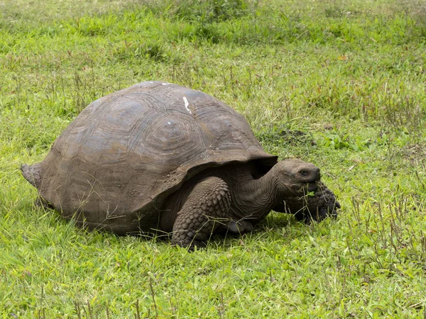 Galápagos Giant Tortoise Chelonoidis Porteri Reserva Chato Santa Cruz Glapagos — Fotografia de Stock