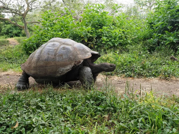 갈라파고스 거북이 Chelonoidis Porteri Chato 크루즈 Glapagos 에콰도르 — 스톡 사진