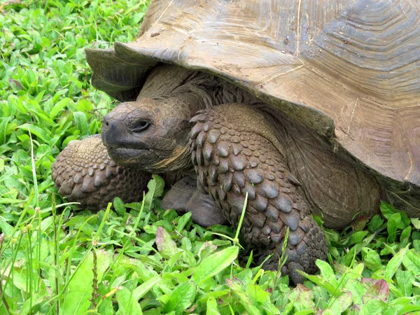 Galápagos Giant Tortoise Chelonoidis Porteri Reserva Chato Santa Cruz Glapagos — Fotografia de Stock