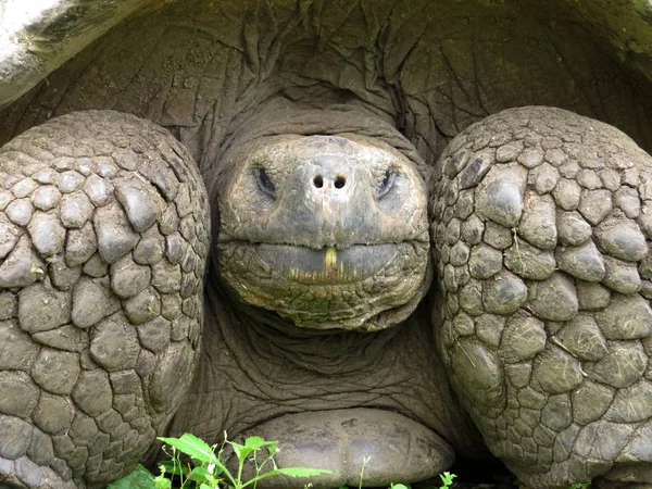 Portrait Galapagos Giant Tortoise Chelonoidis Porteri Reservation Chato Santa Cruz — Stock Photo, Image