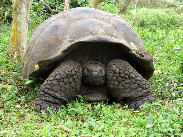 Galapagos Giant Tortoise Chelonoidis Porteri Reservation Chato Santa Cruz Glapagos — Stock Photo, Image