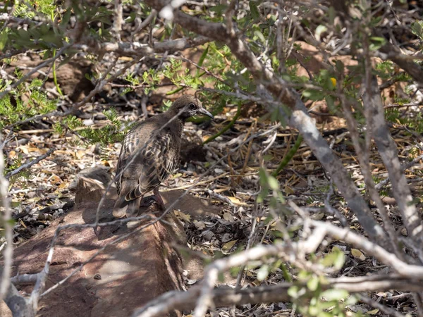 Galapagos Dove Zenaida Galapagoensis Hiding Bushes Baltra Island Galapagos Royalty Free Stock Photos