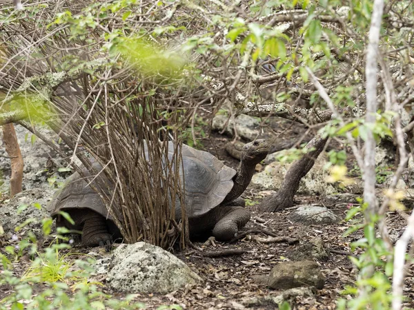 Galapagos Giant Tortoise Chelonoidis Chathamensis Stony Terrain Center Centro Crianza Royalty Free Stock Images