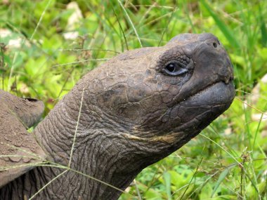 Portre Galapagos dev kaplumbağa, Chelonoidis n. porteri, rezervasyon Chato, Santa Cruz, Glapagos, Ecuador         