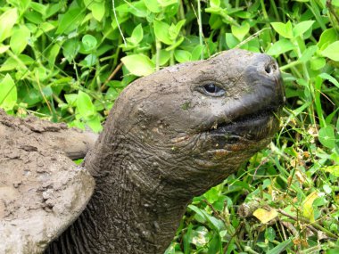 Portre Galapagos dev kaplumbağa, Chelonoidis n. porteri, rezervasyon Chato, Santa Cruz, Glapagos, Ecuador         
