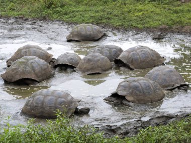 Galapagos dev kaplumbağa, Chelonoidis n. porteri, çamurlu Reservoir Chato, Santa Cruz, Glapagos, Ecuador 