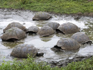 Galapagos Giant Tortoise, Chelonoidis n. porteri, in the muddy reservoir Chato, Santa Cruz, Glapagos, Ecuador  clipart