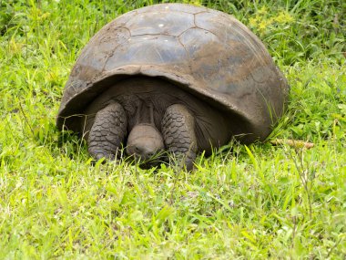 Galapagos dev kaplumbağa, Chelonoidis n. porteri, rezervasyon Chato, Santa Cruz, Glapagos, Ecuador