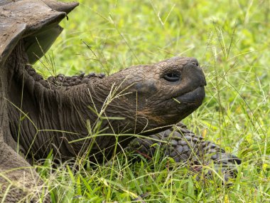 Portre Galapagos dev kaplumbağa, Chelonoidis n. porteri, rezervasyon Chato, Santa Cruz, Glapagos, Ecuador         