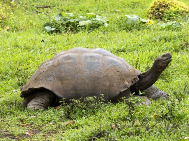 Galapagos dev kaplumbağa, Chelonoidis n. porteri, rezervasyon Chato, Santa Cruz, Glapagos, Ecuador