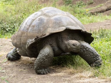 Galapagos Giant Tortoise, Chelonoidis n. porteri, reservation Chato, Santa Cruz, Glapagos, Ecuador clipart