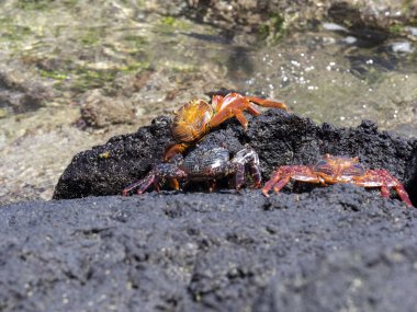 Kırmızı rock yengeç, lav geçit Isabela Adası, Galapagos, Ekvator üzerinde Grapsus grapsus