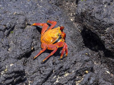 Kırmızı rock yengeç, lav geçit Isabela Adası, Galapagos, Ekvator üzerinde Grapsus grapsus