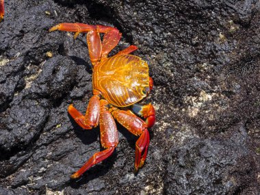 The red rock crab, Grapsus grapsus, on lava ravines of Isabela Island, Galapagos, Ecuador clipart