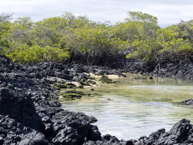 Güney Isabela Adası mangrov standları, Glapagos, Ekvator ile siyah lav tarafından oluşturulmuş