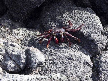 Kırmızı rock yengeç, lav geçit Isabela Adası, Galapagos, Ekvator üzerinde Grapsus grapsus