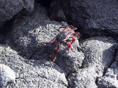 Kırmızı rock yengeç, lav geçit Isabela Adası, Galapagos, Ekvator üzerinde Grapsus grapsus