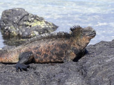 Deniz, Amblyrhynchus cristatus albemarlensis, bir alt türü Isabela Adası, Galapagos, Ekvador iguanası