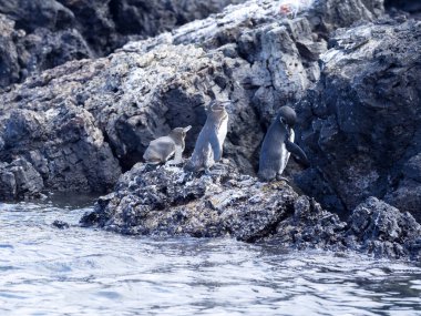 Galapagos penguen, Spheniscus mendiculus, Kuzey yarımkürede, Isabela Adası, Galapagos, Ekvador yaşayan tek penguen olduğunu