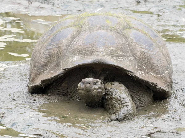 Galapagos Giant Tortoise Chelonoidis Porteri Muddy Reservoir Chato Santa Cruz — Stock Photo, Image