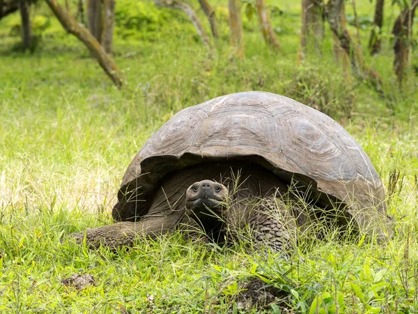 Galapagos Giant Tortoise, Chelonoidis n. porteri, reservation Chato, Santa Cruz, Glapagos, Ecuador