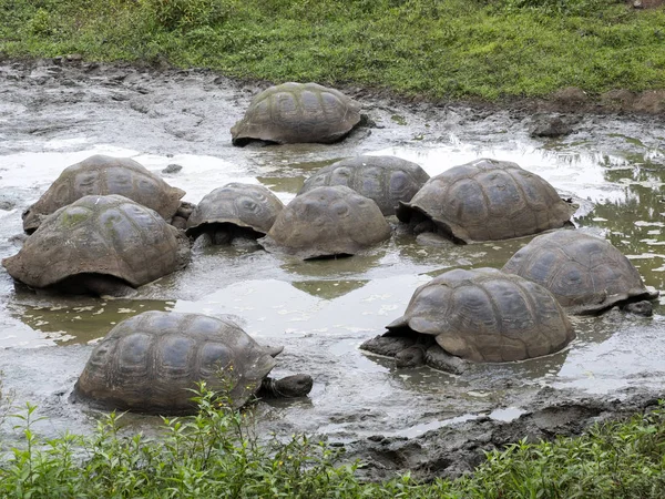 Galapagos Giant Tortoise Chelonoidis Porteri Muddy Reservoir Chato Santa Cruz — Stock Photo, Image