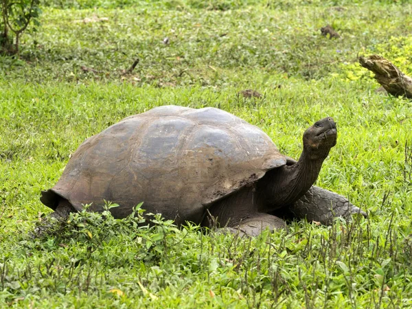 Galapagos Óriásteknős Chelonoidis Porteri Foglalás Chato Santa Cruz Glapagos Ecuador — Stock Fotó