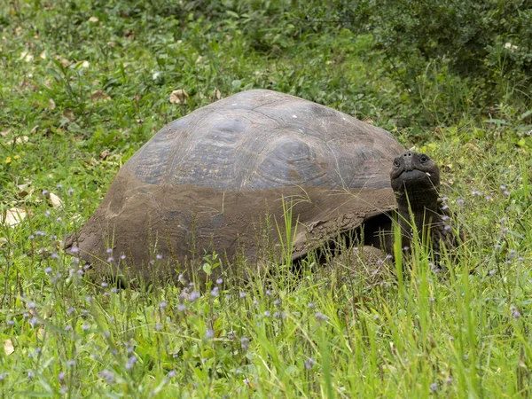 Galapagos Óriásteknős Chelonoidis Porteri Foglalás Chato Santa Cruz Glapagos Ecuador — Stock Fotó