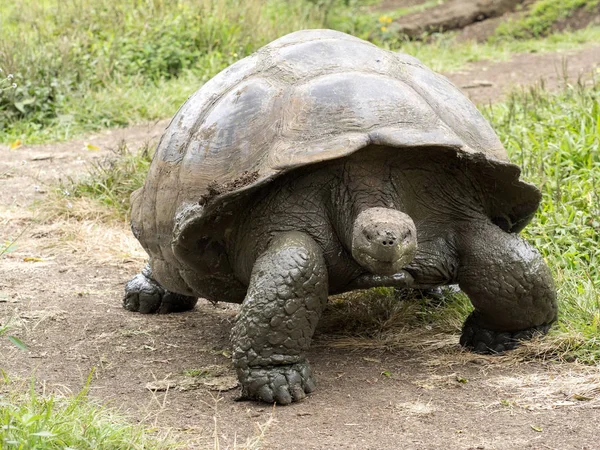 Galapagos Óriásteknős Chelonoidis Porteri Foglalás Chato Santa Cruz Glapagos Ecuador — Stock Fotó