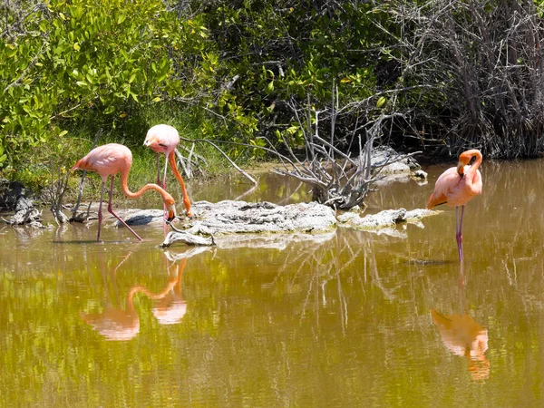 Gran Flamenco Phoenicopterus Ruber Caza Plancton Una Laguna Isla Isabela —  Fotos de Stock