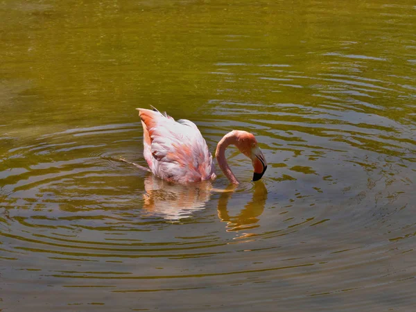 Greater Flamingo Phoenicopterus Ruber Hunts Plankton Lagoon Isabela Island Galapagos — Stock Photo, Image