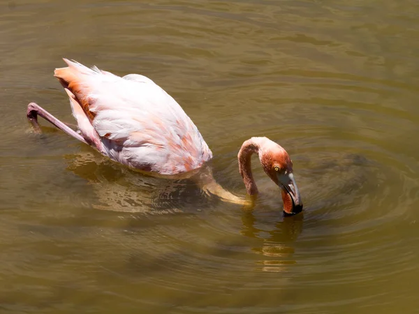 Greater Flamingo Phoenicopterus Ruber Caça Plâncton Uma Lagoa Ilha Isabela — Fotografia de Stock