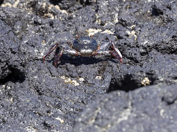 Black Rock Crab Lava Ravines Isabela Island Galapagos Ecuador — Stock Photo, Image