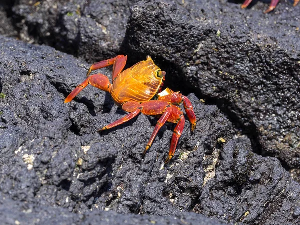 Die Rote Felskrebse Grapsus Grapsus Den Lavaschluchten Der Insel Isabela — Stockfoto