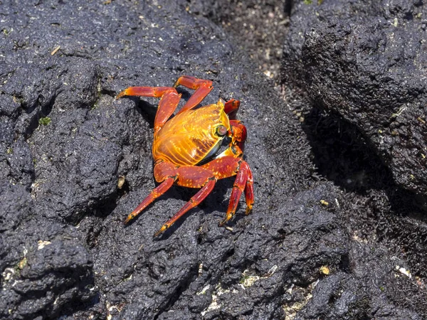 Cangrejo Roca Roja Grapsus Grapsus Barrancos Lava Isla Isabela Galápagos — Foto de Stock