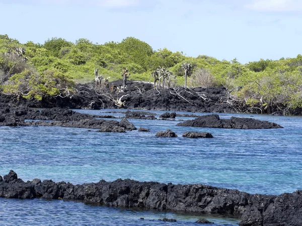 Güney Isabela Adası mangrov standları, Glapagos, Ekvator ile siyah lav tarafından oluşturulmuş