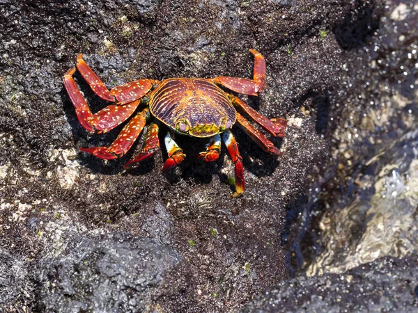 Caranguejo Rochoso Vermelho Grapsus Grapsus Ravinas Lava Ilha Isabela Galápagos — Fotografia de Stock