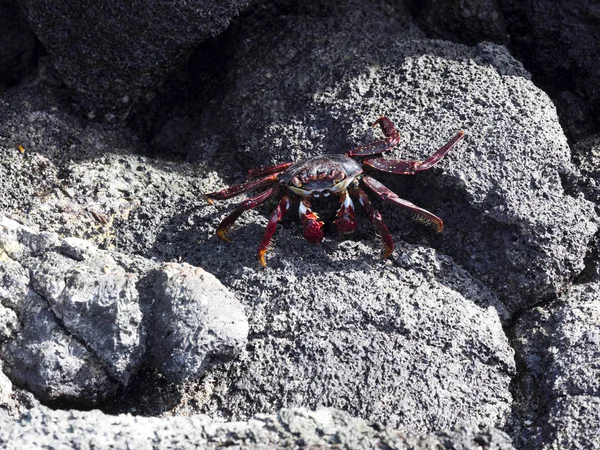 Crabe Commun Grapsus Grapsus Sur Les Ravins Lave Île Isabela — Photo